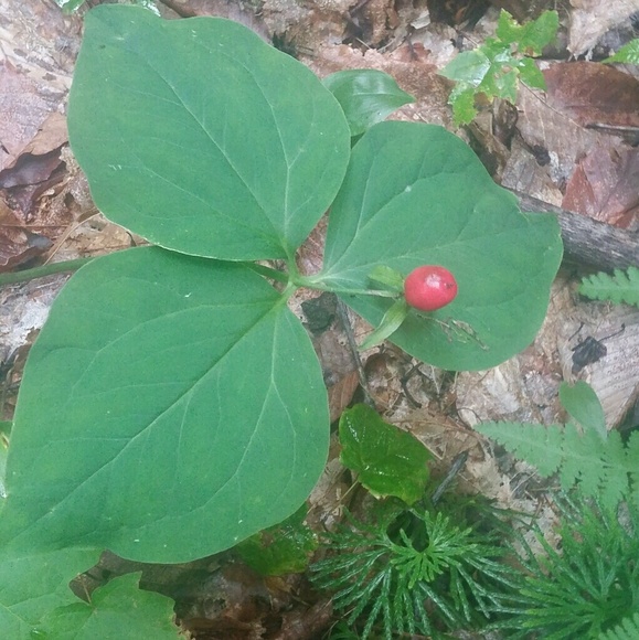 Meet your Posher, Tasha - Picture 1 of 1